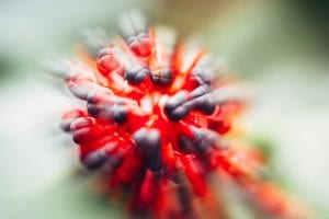 mysterious-flowers-double-exposure